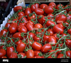 Image result for tomato Piccadilly