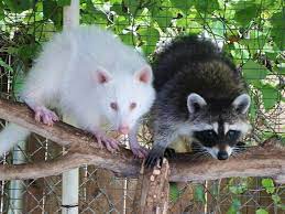 Pin By Danielle Wilson On Racoons Odd Colors Animals Raccoon Nature