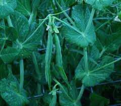 Image result for Pisum