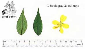 Image result for Senna occidentalis