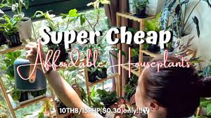 Check spelling or type a new query. Where To Buy Cheap Orchids Air Orchids Farm Nakhon Pathom Thailand Youtube