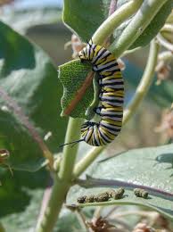 finding identifying monarchs western monarch milkweed mapper