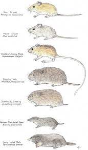 Mice All About The Different Types Of Mice Facts Life Cycle Etc Mouse Pictures Rodents Mouse