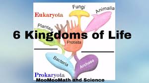 basic taxonomy 6 kingdoms of life classification