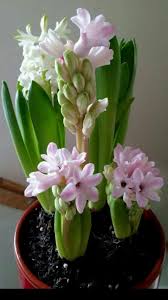 как ухаживать за гиацинтом в горшке в домашних условиях Photolomtic Fleur Bouquet De Fleurs Fleurs Jardinage