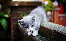 download wallpapers white white kitten british shorthair cat cute animals small fluffy kitten pets domestic cat besthqwallpapers com gatos cinzentos filhotes de gatos animais bonitos