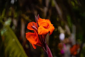 Image result for Faurea rubriflora