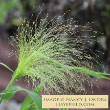 Image result for Panicum