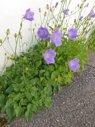 Image result for Cyphia lasiandra