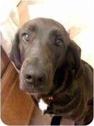 More images for great dane puppies jacksonville nc » Jacksonville Nc Treeing Walker Coonhound Meet Jenny Referral A Pet For Adoption