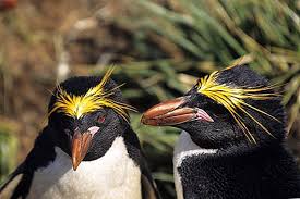 They eat fish and other seafood. Ø­Ù‚Ø§Ø¦Ù‚ Ø¹Ù† Ù…Ø¹ÙƒØ±ÙˆÙ†Ø© Ø§Ù„Ø¨Ø·Ø±ÙŠÙ‚ Ù„Ù„Ø£Ø·ÙØ§Ù„ 2021