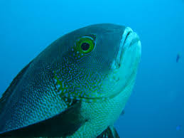Rowley Shoals midnight snapper takes title of oldest tropical reef fish