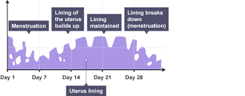 This is the same information as on bbc bitesize, just saying. Menstrual Cycle Showing The Lining Of The Uterus As It Builds Up Is Maintained And Then Breaks Dow Biology Revision Menstrual Cycle Female Reproductive System
