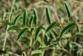 Image result for Cissus cornifolia
