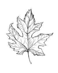 Then, add veins as, shown. Leaf Line Drawing Instant Download Leaf Art Fall Leaves Etsy In 2021 Fall Leaves Drawing Fall Leaves Tattoo Leaves Sketch