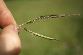 Image result for Dichanthium