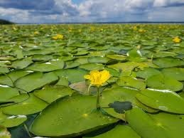 Image result for Nymphoides brevipedicellata