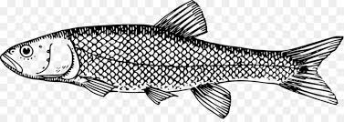 Fish clipart black and white vektor ikan belida transparent cartoon free cliparts silhouettes netclipart. Ikan Bandeng Ikan Gambar Gambar Png
