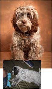 Before And After The Cockapoo Club Of Gb