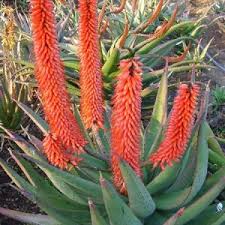 Image result for Aloe aculeata × globuligemma