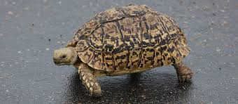 Du möchtest eine pantherschildkröte halten? Pantherschildkrote Haltung Pantherschildkrote Kaufen