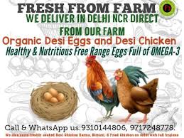 Free range chicken eggs near me. Organic Desi Chicken And Free Range Eggs Fresh Desi Chicken Meat Animal Crop Production From Noida