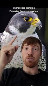 Falcon Punching A Cheetah