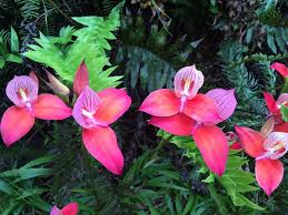 Image result for Disa satyriopsis