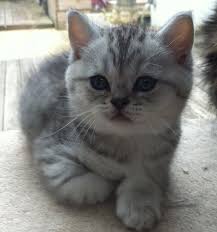 Black And Grey Tabby Kittens For Sale British Blue Kittens British Shorthair Silver British Blue Kitten British Shorthair British Shorthair Cats