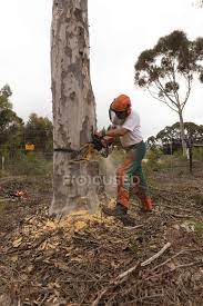There are 22 cans of fuel in the game. Lumberjack Holding Chainsaw In The Forest At Countryside Lumberman Expertise Stock Photo 220908814