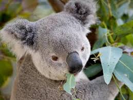 Here are 11 amazing rainforest species we are helping to protect with our innovative approach to. Tropical Rainforest San Diego Zoo Animals Plants
