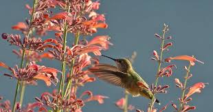 Maybe you would like to learn more about one of these? Plants That Please The Pollinators The San Diego Union Tribune