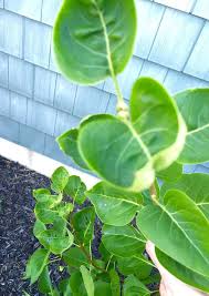 Seeing curly leaves on your houseplants is a sign something is awry. Lilac Bush Has A Mystery Problem