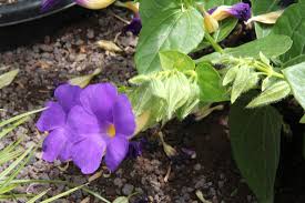 Image result for Thunbergia graminifolia