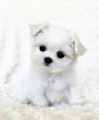 We Have Beautiful And Tiny Teacup And Micro Mini Sized Tea Puppies For Sale In California Description From Teacup Puppies Maltese Teacup Puppies Maltese Puppy