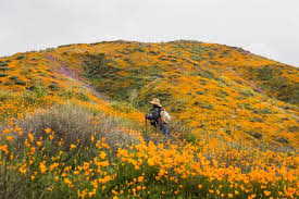 Post your items for free. Opinion California Is Swooning Over A Heavenly Super Bloom Of Wildflowers The New York Times