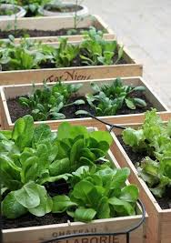 Diy Small Space Vegetable Garden Wine Box Garden Small Space Gardening Veggie Garden