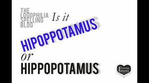 How To Spell Video Hippopotamus Or Hipoppotamus Youtube