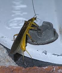 Image result for Perlidae