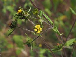 Image result for Sigesbeckia