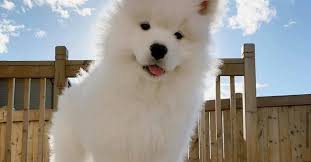 We did not find results for: Samoyed Puppies For Sale Posts Facebook