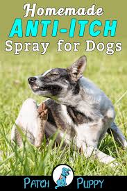 Homemade Anti Itch Spray For Dogs Easy 3 Ingredient Recipe