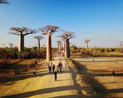 Madagascar national tourism board, office national du tourisme de madagascar. Madagascar Tourism Fights Bad Infrastructure Tr
