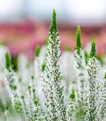 Image result for Calluna vulgaris