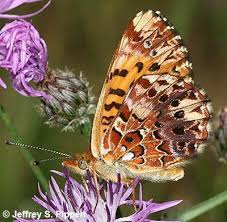 Image result for Blotiella currorii