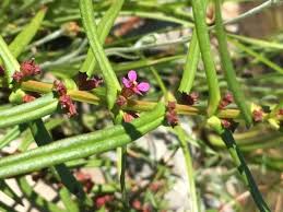 Image result for Bergia capensis