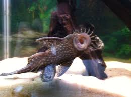 Pin On Fish