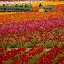 Maybe you would like to learn more about one of these? People Visit The Flower Fields In Carlsbad California Cgtn