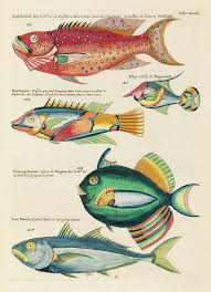Free Public Domain Www Rawpixel Com Colourful And Surreal Illustrations Of Fishes Found In Moluccas Indonesi Fish Illustration Sea Drawing Natural History