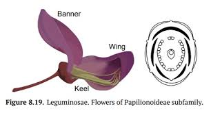 Image result for Fabaceae subfamily Papilionoideae